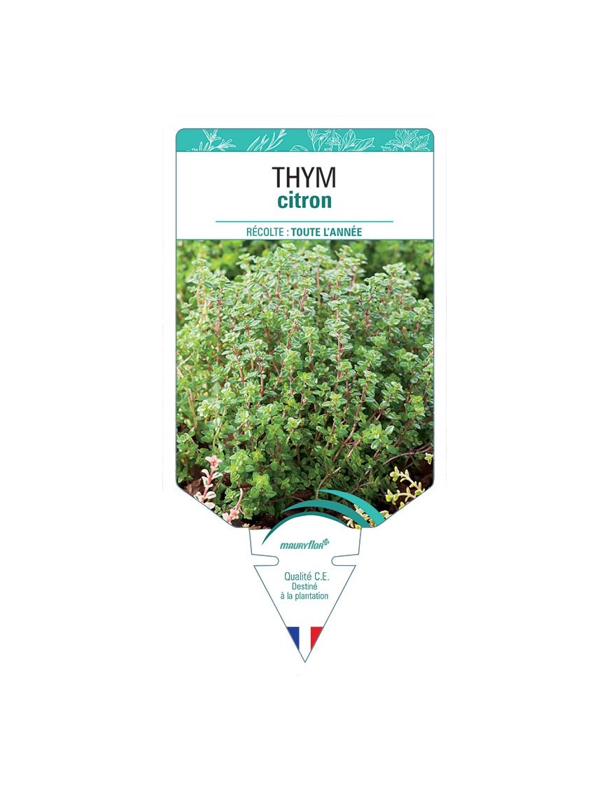 THYM CITRON