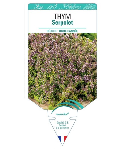 THYM SERPOLET *