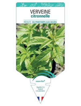 VERVEINE CITRONNELLE