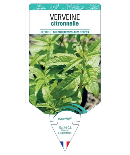VERVEINE CITRONNELLE