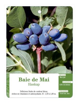 BAIE DE MAI (HASKAP)