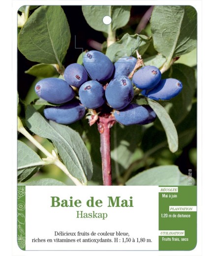 BAIE DE MAI (HASKAP)