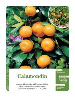 CALAMONDIN