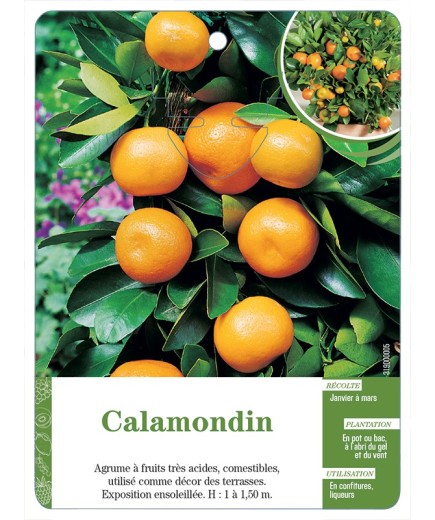 CALAMONDIN