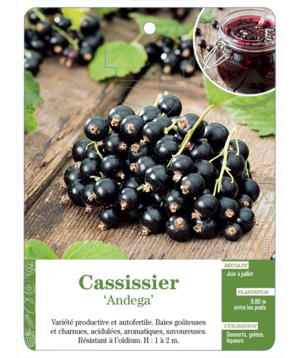 CASSISSIER 'ANDEGA'