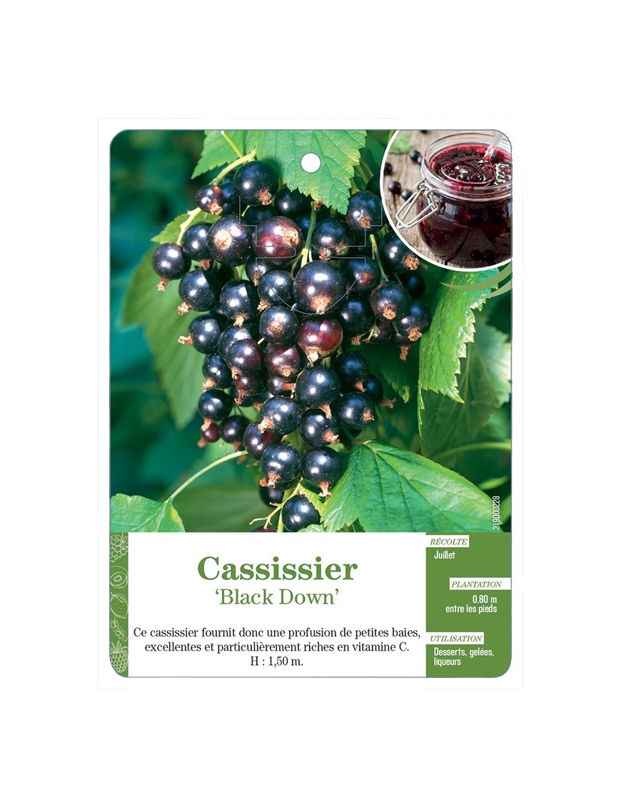 CASSISSIER 'BLACK DOWN'