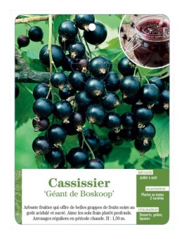 CASSISSIER 'GÉANT DE BOSKOOP'