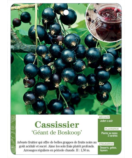 CASSISSIER 'GÉANT DE BOSKOOP'