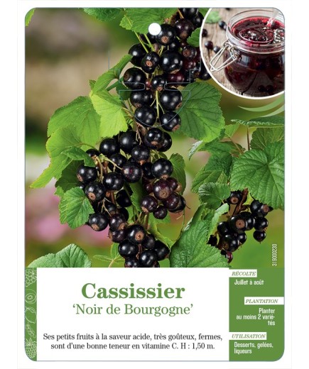 CASSISSIER 'NOIR DE BOURGOGNE'