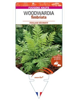 WOODWARDIA fimbriata