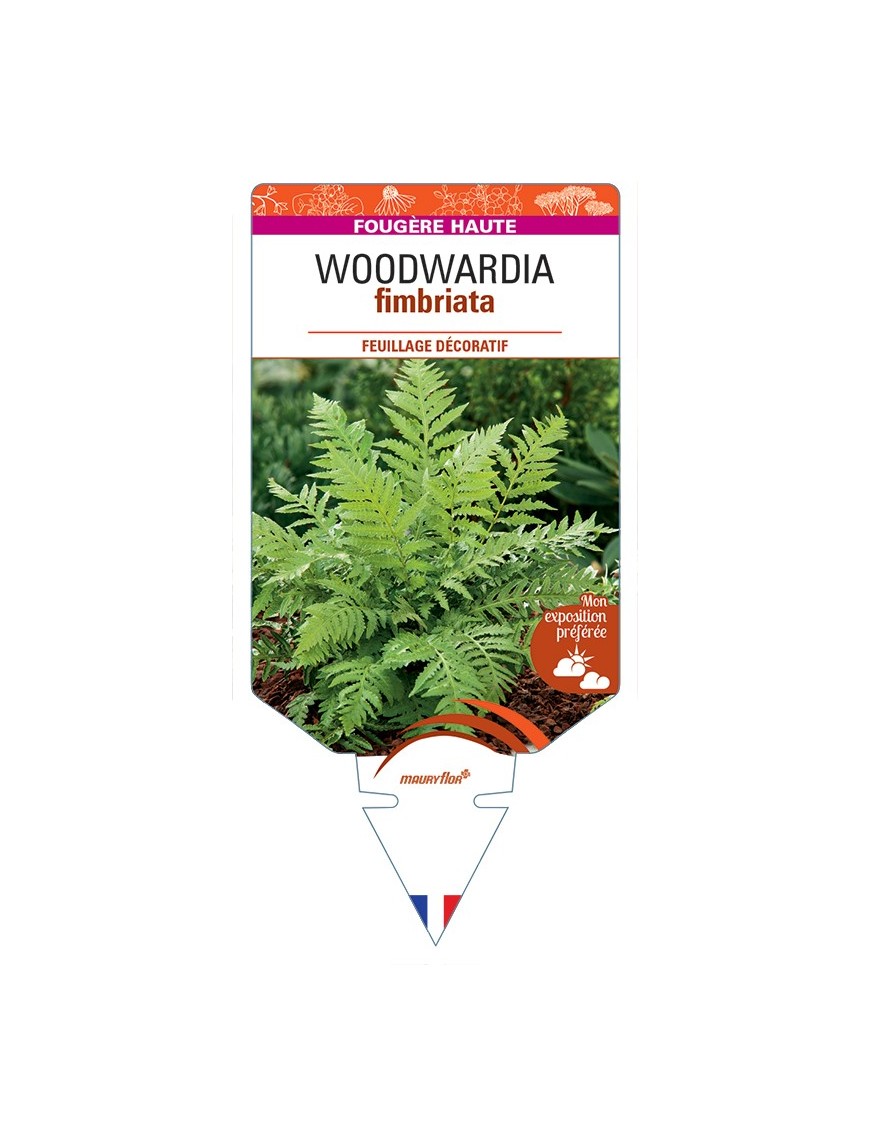 WOODWARDIA fimbriata