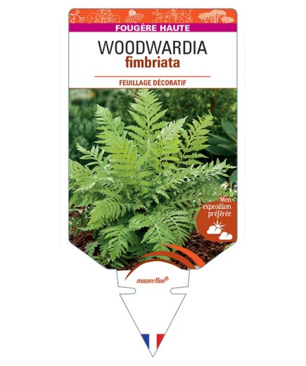 WOODWARDIA fimbriata