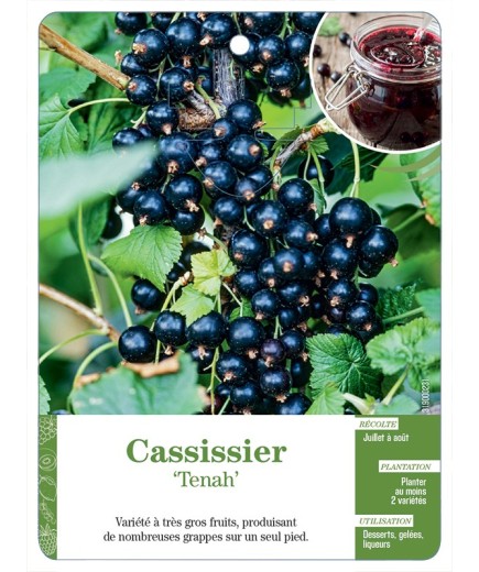CASSISSIER 'TENAH'