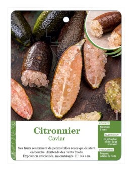 CITRONNIER CAVIAR