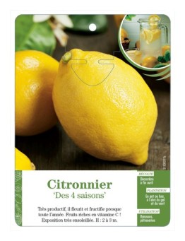 CITRONNIER ‘DES 4 SAISONS’
