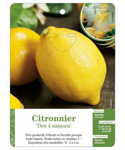 CITRONNIER ‘DES 4 SAISONS’