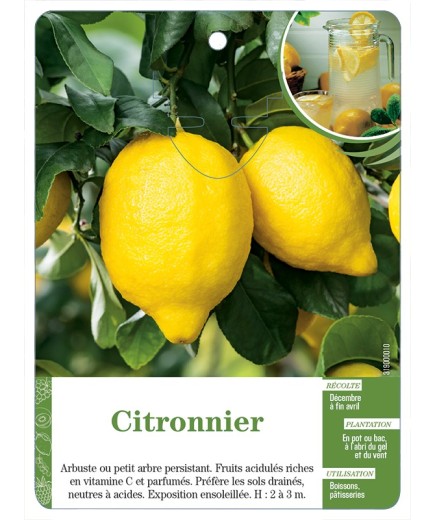 CITRONNIER (SANS NOM)