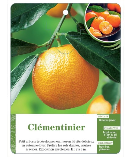 CLÉMENTINIER