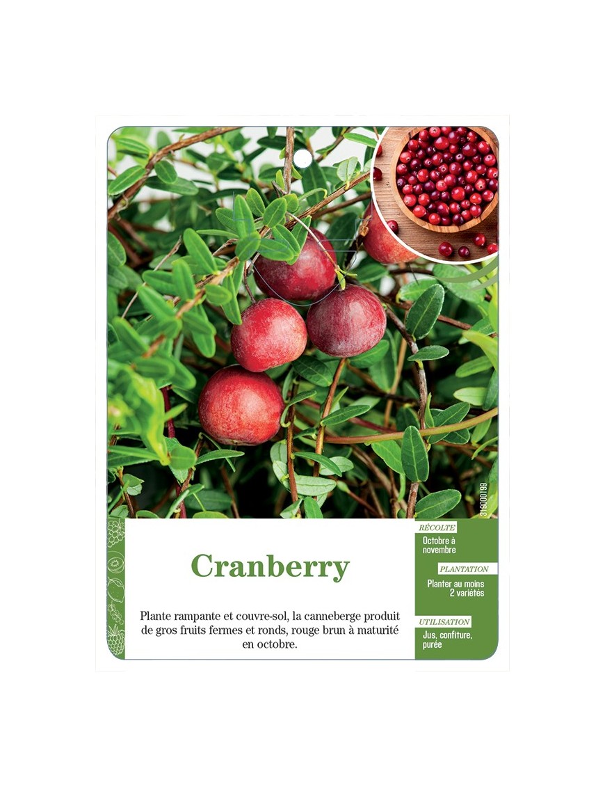 CRANBERRY
