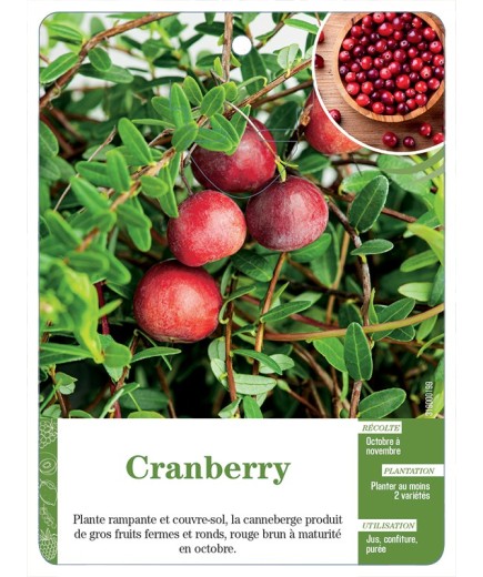 CRANBERRY
