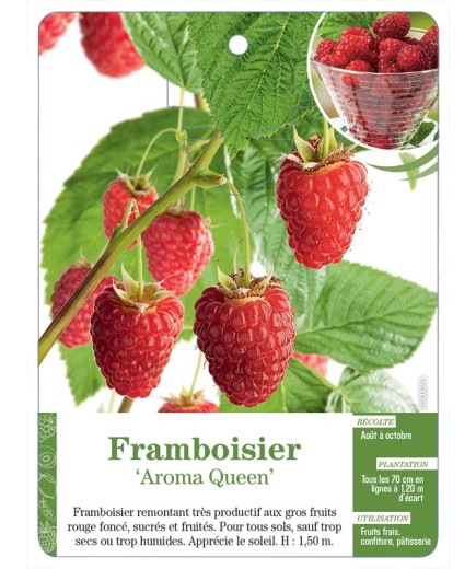 FRAMBOISIER ‘AROMA QUEEN’