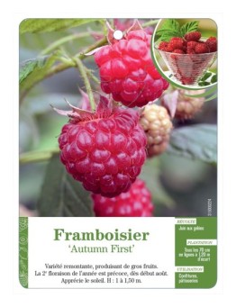 FRAMBOISIER 'AUTUMN FIRST'
