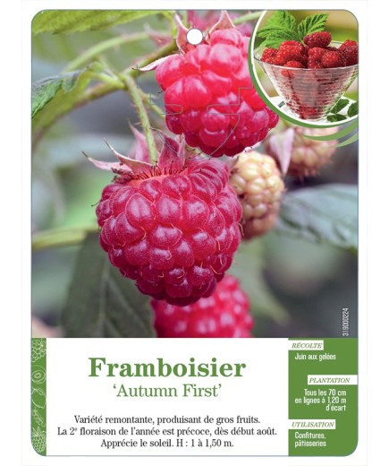 FRAMBOISIER 'AUTUMN FIRST'