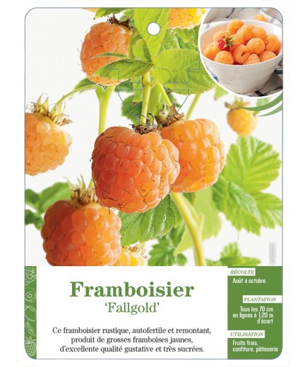 FRAMBOISIER ‘FALLGOLD’