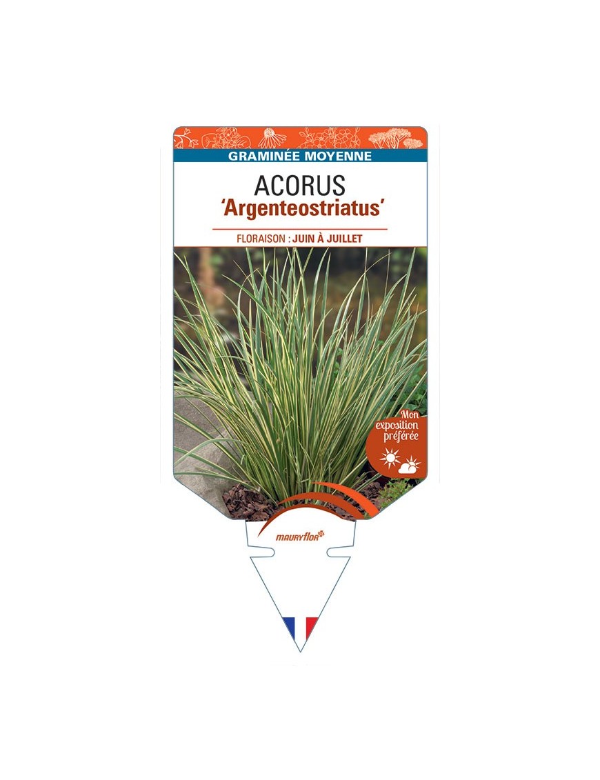ACORUS gramineus Argenteostriatus