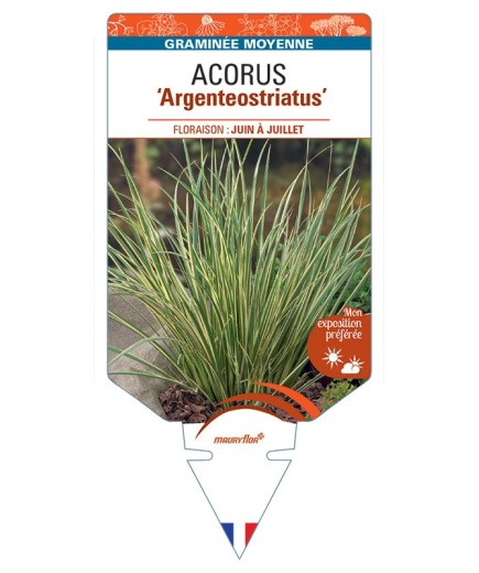 ACORUS gramineus Argenteostriatus
