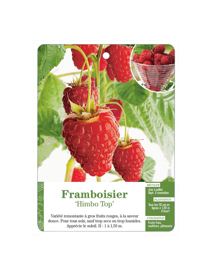 FRAMBOISIER ‘HIMBO TOP’