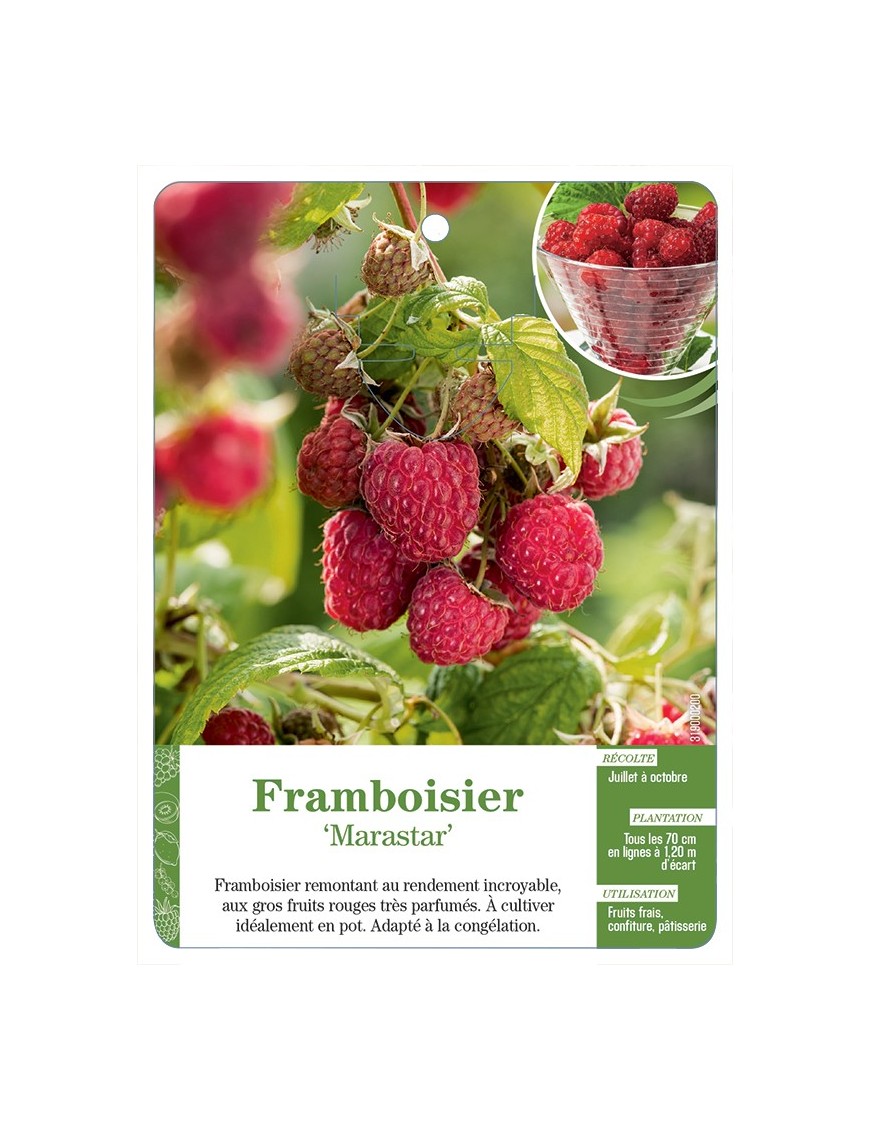 FRAMBOISIER ‘MARASTAR’
