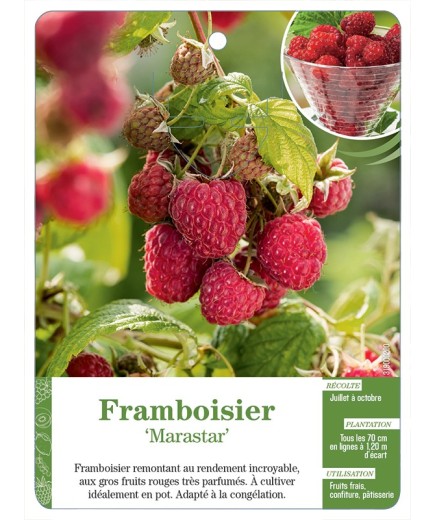 FRAMBOISIER ‘MARASTAR’