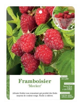 FRAMBOISIER ‘MEEKER’