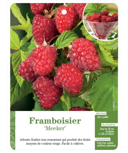 FRAMBOISIER ‘MEEKER’