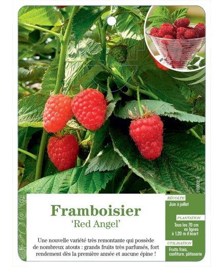 FRAMBOISIER ‘RED ANGEL’