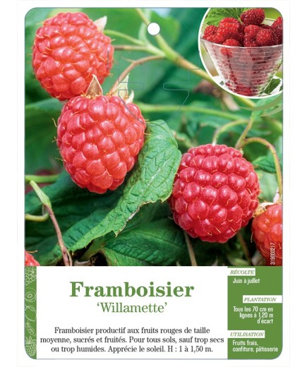FRAMBOISIER ‘WILLAMETTE’