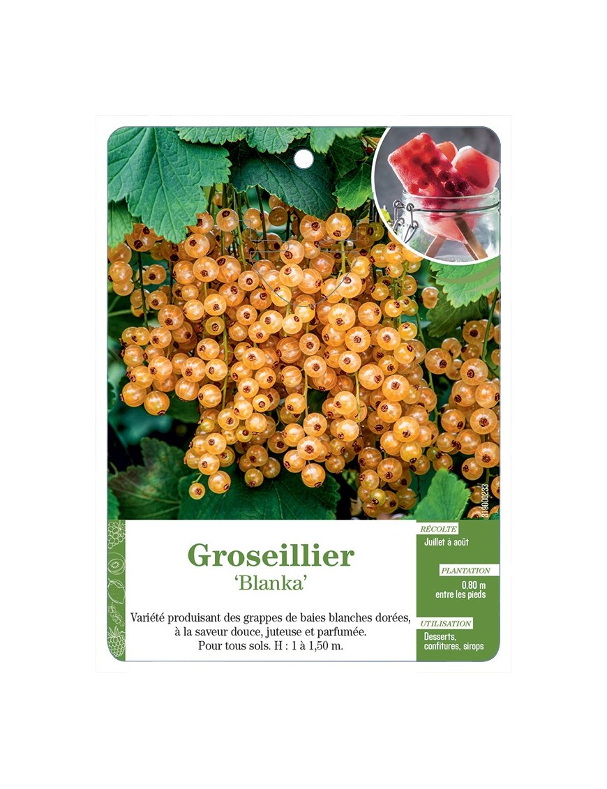 GROSEILLIER 'BLANKA'