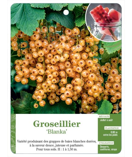 GROSEILLIER 'BLANKA'