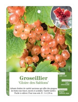 GROSEILLIER 'GLOIRE DES SABLONS'