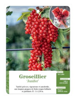 GROSEILLIER 'JUNIFER'