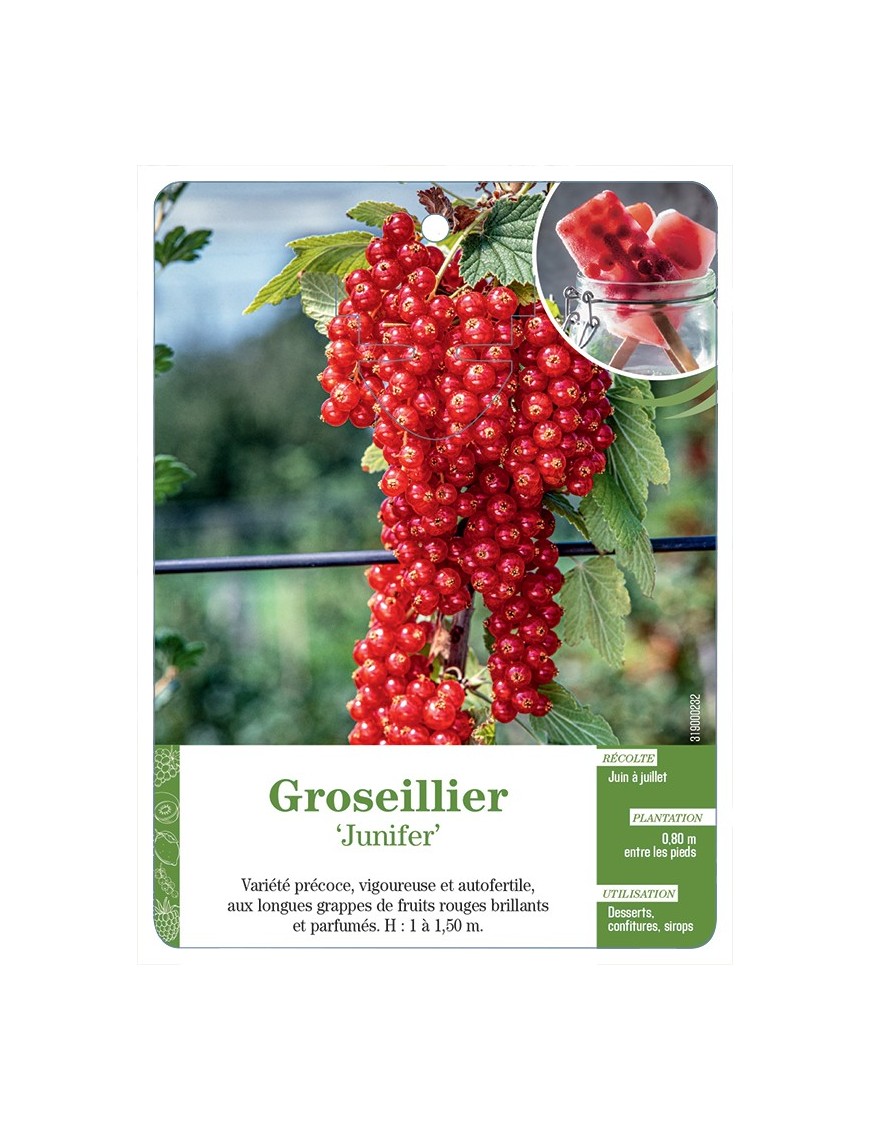 GROSEILLIER 'JUNIFER'