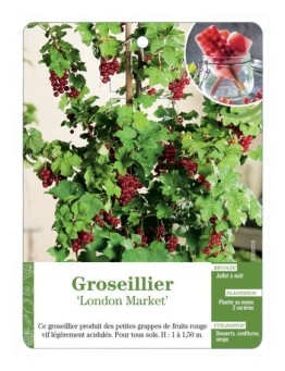 GROSEILLIER 'LONDON MARKET'
