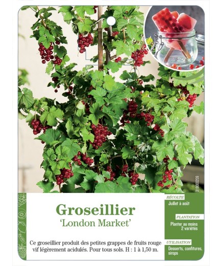 GROSEILLIER 'LONDON MARKET'