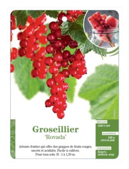 GROSEILLIER 'ROVADA'