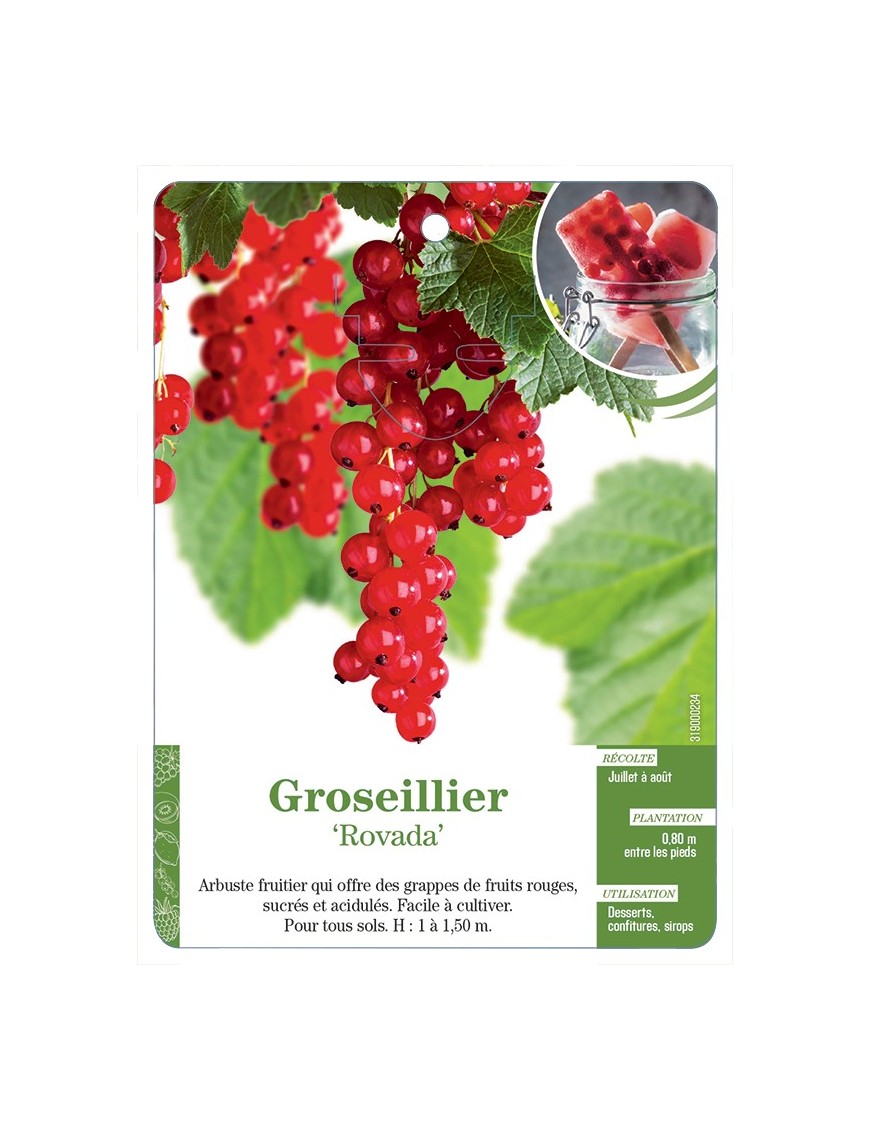 GROSEILLIER 'ROVADA'