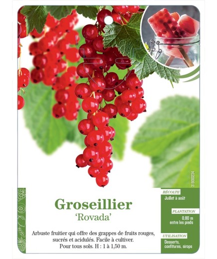 GROSEILLIER 'ROVADA'
