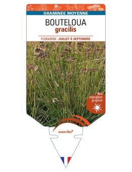 BOUTELOUA gracilis