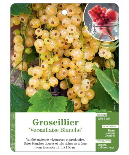 GROSEILLIER ' VERSAILLAISE BLANCHE'