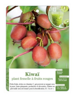 KIWAÏ PLANT FEMELLE À FRUITS ROUGES